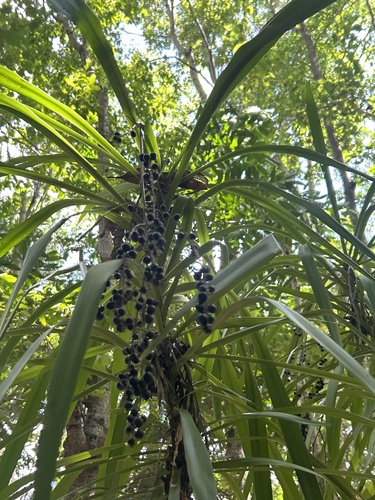 Foto de Dracena-preta