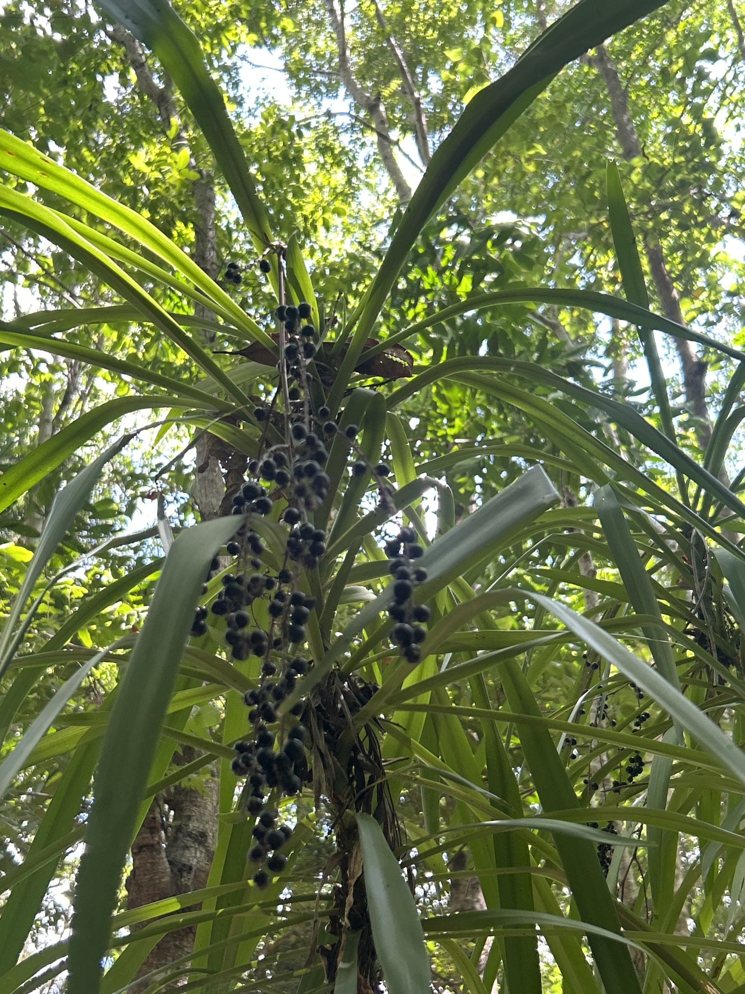 Imagem de Dracena-preta