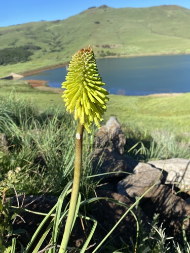 Green Poker (Kniphofia baurii)