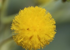 Acacia bivenosa