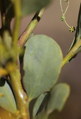 Acacia bivenosa
