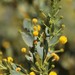 Acacia bivenosa - Photo (c) overlander (Gerald Krygsman), μερικά δικαιώματα διατηρούνται (CC BY-NC), uploaded by overlander (Gerald Krygsman)