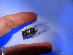 Diceroprocta cinctifera