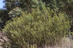 Acacia bivenosa