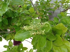 Premna serratifolia