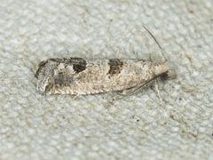 Pelochrista pulveratana