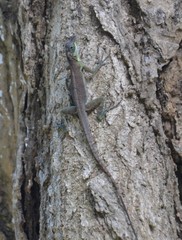Anolis richardii