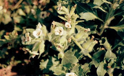 White henbane (Hyoscyamus albus)