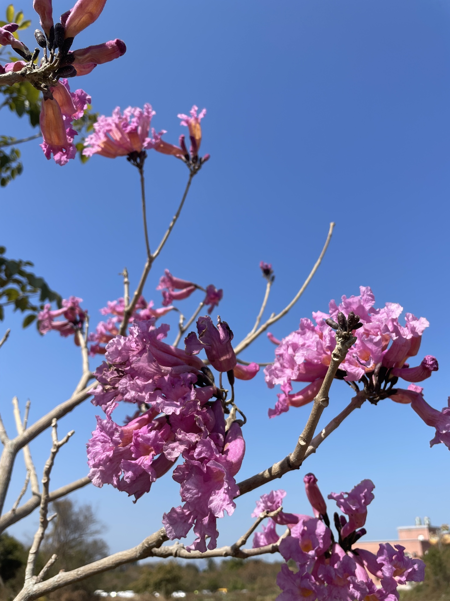 Imagem de Ipê Rosa