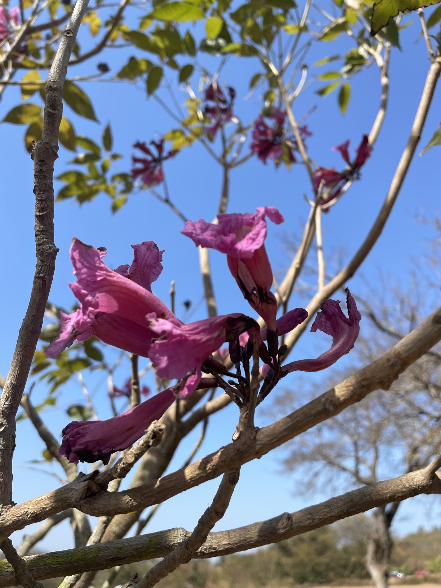 Imagem de Ipê Rosa