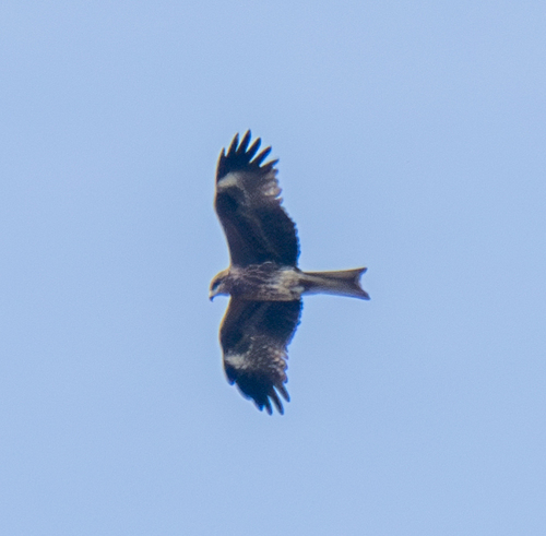 Black Kite