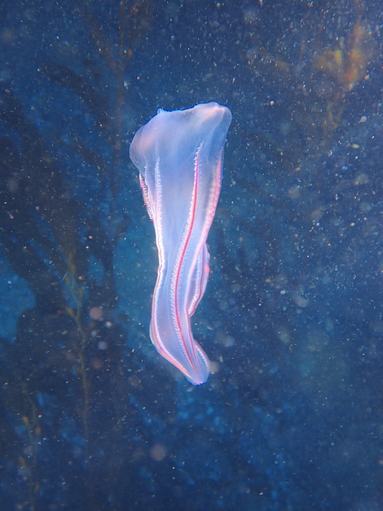 Nuda