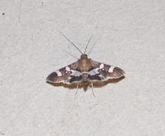 Desmia ufeus