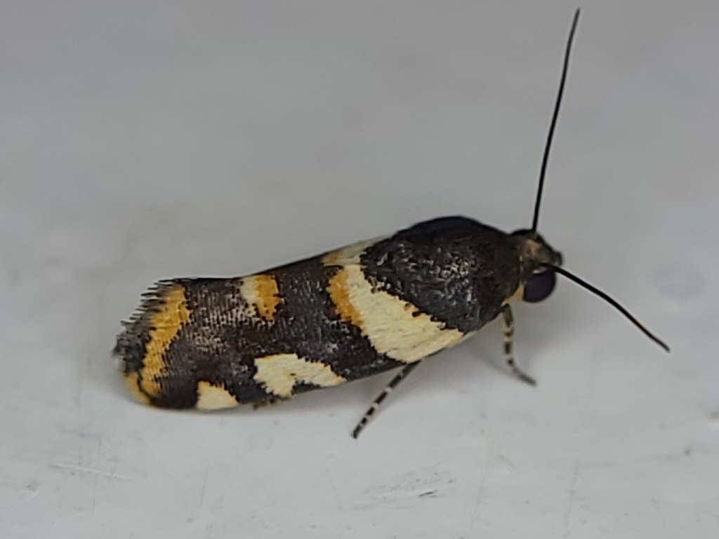 Spragueia creton
