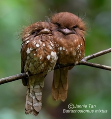 Batrachostomus mixtus