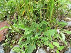 Plantago camtschatica