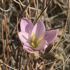 Hesperantha schelpeana