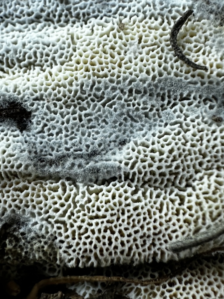 Xylodon apacheriensis
