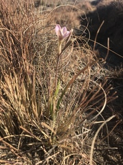 Hesperantha schelpeana