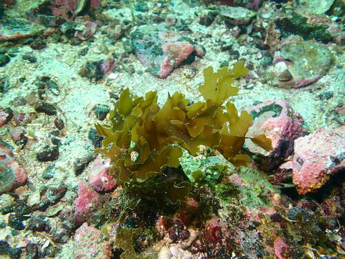Dictyota binghamiae observed 2025-01-28