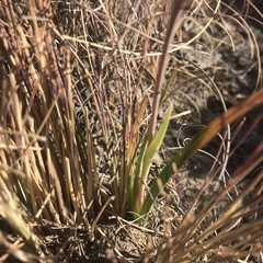 Hesperantha schelpeana