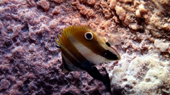 Coradion chrysozonus