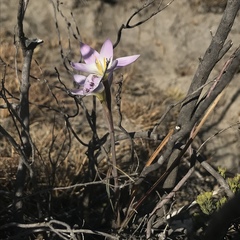 Hesperantha schelpeana