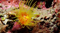 Cladopsammia gracilis