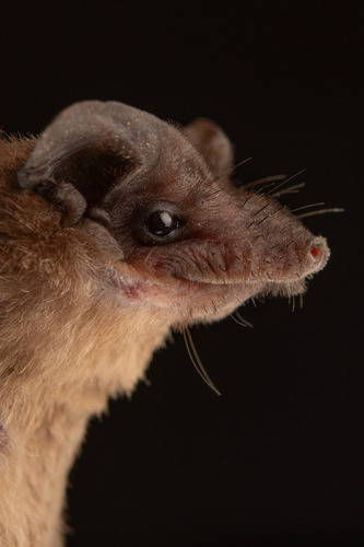 Peters's wrinkle-lipped bat (Mormopterus jugularis) — Least Concern Mammalia