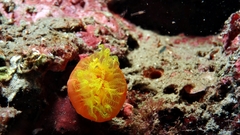 Cladopsammia gracilis