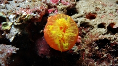 Cladopsammia gracilis