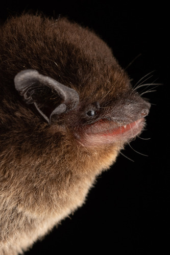 Kirindy Serotine Bat (Neoromicia bemainty) — Least Concern Mammalia