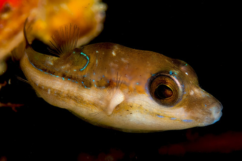 Spotback toby (Canthigaster supramacula) — Tetraodontidae — 2