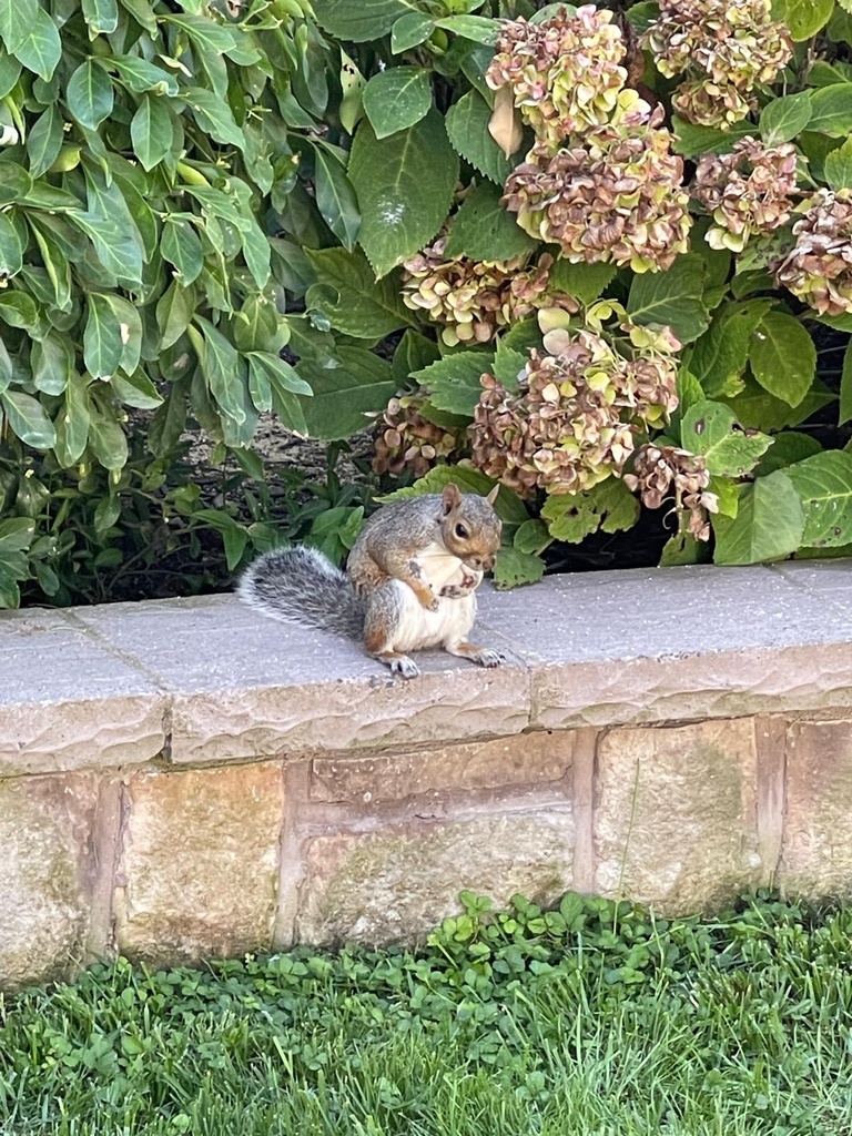Eastern Gray Squirrel from Jolly Roger Amusement Park, Ocean City, MD ...