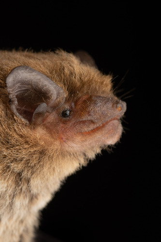 Racey's pipistrelle (Pipistrellus raceyi) — Data Deficient Mammalia