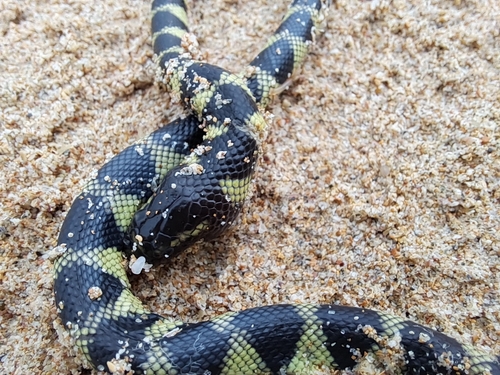 Hydrophis cyanocinctus observed 2025-01-29