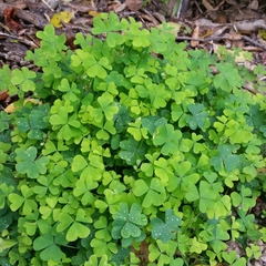 Oxalis exilis