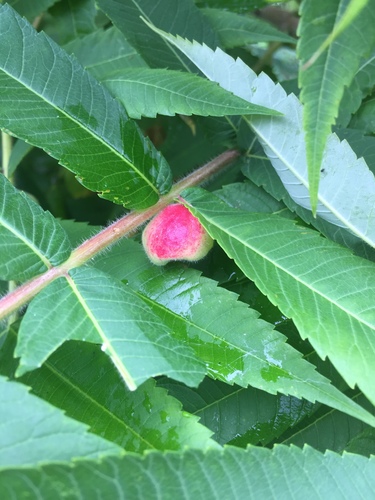 Sumac Gall Aphid