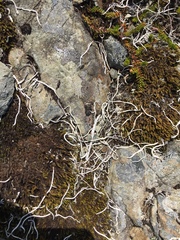 Thamnolia vermicularis vermicularis