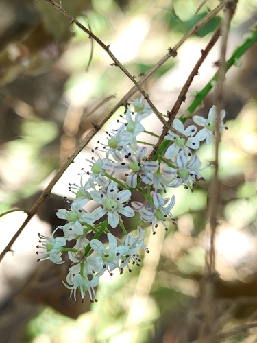 Foto de Shatavari