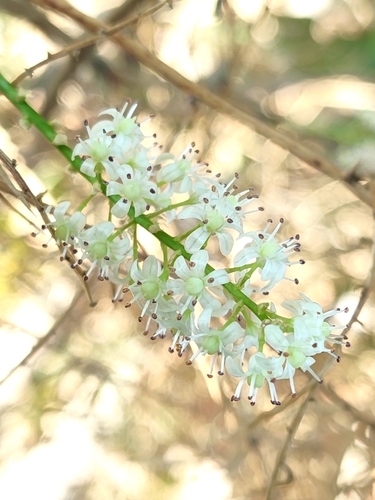 Foto de Shatavari