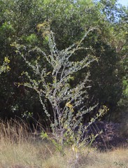 Acacia pyrifolia morrisonii