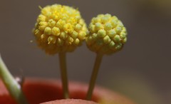Acacia pyrifolia morrisonii