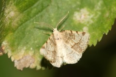 Stegania trimaculata