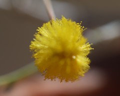 Acacia pyrifolia morrisonii