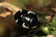 Tritomegas sexmaculatus