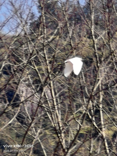 Little Egret