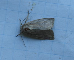 Protodeltote albidula