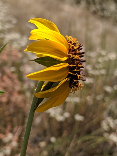 Image of Helianthus bolanderi by no rights reserved