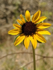 Helianthus bolanderi